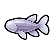 Cave Minnow