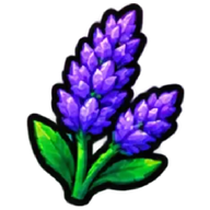 Lavender
